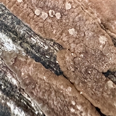 Hypoxylon sp. at Belconnen, ACT - 2 Aug 2025 by Hejor1