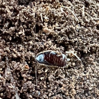 Johnrehnia sp. (genus) at Belconnen, ACT - 2 Aug 2025 by Hejor1