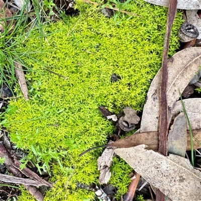 Barbula sp. at Belconnen, ACT - 2 Aug 2025 by Hejor1