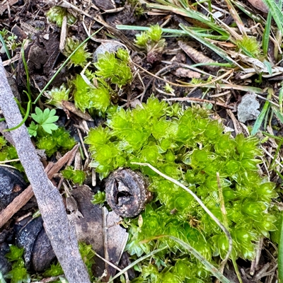 Rosulabryum billardierei at Belconnen, ACT - 2 Aug 2025 by Hejor1