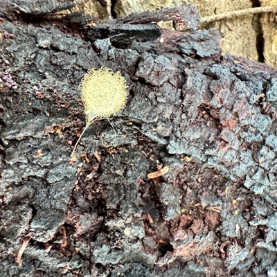 Australomimetus sp. (genus) (Unidentified Pirate spider) at Belconnen, ACT - 2 Aug 2025 by Hejor1