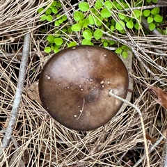 Oudemansiella gigaspora group at Belconnen, ACT - 2 Aug 2025 04:09 PM