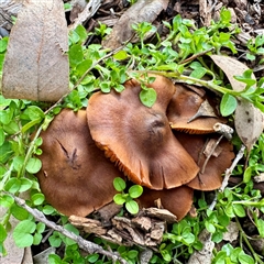 Cortinarius sp. at Belconnen, ACT - 2 Aug 2025 by Hejor1