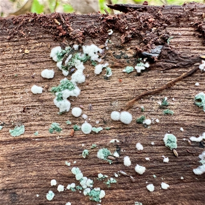 Trichoderma 'green fluffy' at Belconnen, ACT - 2 Aug 2025 by Hejor1