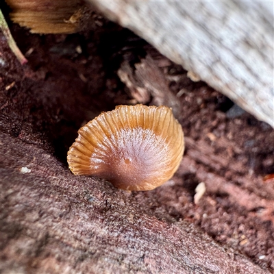 zz agaric (stem; gills white/cream) at Belconnen, ACT - 2 Aug 2025 by Hejor1