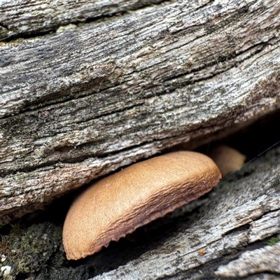 Gymnopilus sp. at Dickson, ACT - 2 Aug 2025 by Hejor1