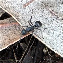 Polyrhachis sp. (genus) (A spiny ant) at Dickson, ACT - 2 Aug 2025 by Hejor1