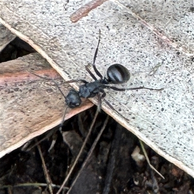 Polyrhachis sp. (genus) (A spiny ant) at Dickson, ACT - 2 Aug 2025 by Hejor1