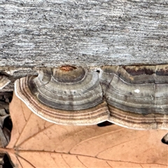 Trametes versicolor (Turkey Tail) at Belconnen, ACT - 2 Aug 2025 by Hejor1