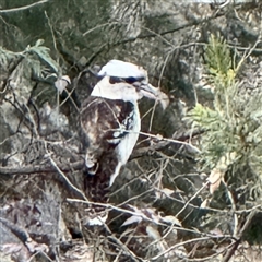 Dacelo novaeguineae (Laughing Kookaburra) at Belconnen, ACT - 2 Aug 2025 by Hejor1
