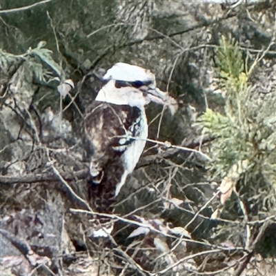 Dacelo novaeguineae (Laughing Kookaburra) at Belconnen, ACT - 2 Aug 2025 by Hejor1