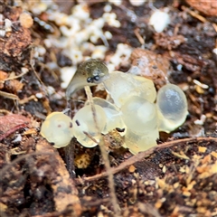 Limacus flavus (Yellow Cellar Slug) at Ainslie, ACT - 3 Aug 2025 by Hejor1