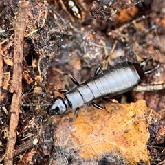 Anisolabididae (family) (Unidentified wingless earwig) at Ainslie, ACT - 3 Aug 2025 by Hejor1