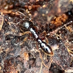 Amblyopone sp. (genus) (Slow ant) at Ainslie, ACT - 3 Aug 2025 by Hejor1