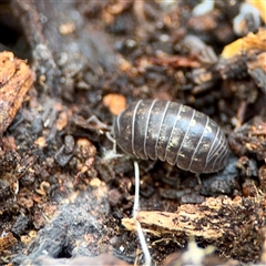 Armadillidium vulgare (Slater bug, woodlouse, pill bug, roley poley) at Ainslie, ACT - 3 Aug 2025 by Hejor1