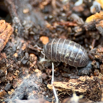 Armadillidium vulgare (Slater bug, woodlouse, pill bug, roley poley) at Ainslie, ACT - 3 Aug 2025 by Hejor1