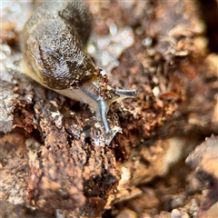 Limacus flavus (Yellow Cellar Slug) at Ainslie, ACT - 3 Aug 2025 by Hejor1