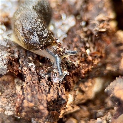 Limacus flavus (Yellow Cellar Slug) at Ainslie, ACT - 3 Aug 2025 by Hejor1