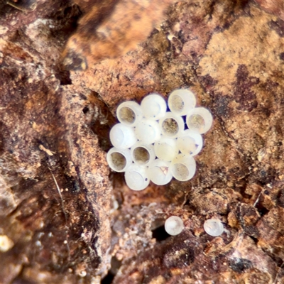 Pentatomidae (family) at Ainslie, ACT - 3 Aug 2025 by Hejor1