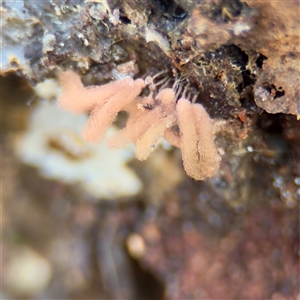 Arcyria sp. (genus) (A slime mould) at Ainslie, ACT - 3 Aug 2025 by Hejor1