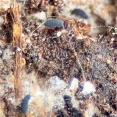 Hypogastrura sp. (genus) (A Springtail) at Ainslie, ACT - 3 Aug 2025 by Hejor1