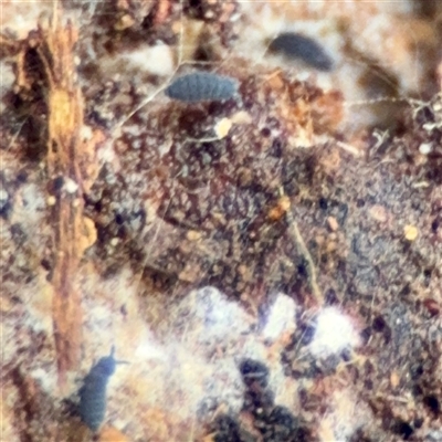 Hypogastrura sp. (genus) (A Springtail) at Ainslie, ACT - 3 Aug 2025 by Hejor1