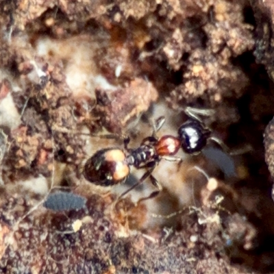 Chelaner kiliani (Kilian's ant) at Ainslie, ACT - 3 Aug 2025 by Hejor1