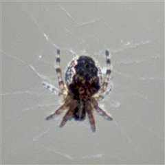Araneus eburnus (Bush orb weaver) at Ainslie, ACT - 3 Aug 2025 by Hejor1