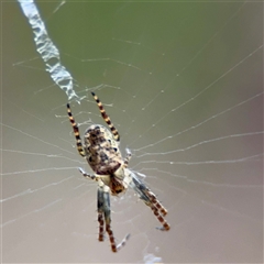 Plebs bradleyi (Enamelled spider) at Ainslie, ACT - 3 Aug 2025 by Hejor1