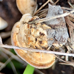 Truncospora ochroleuca at Ainslie, ACT - 3 Aug 2025 by Hejor1