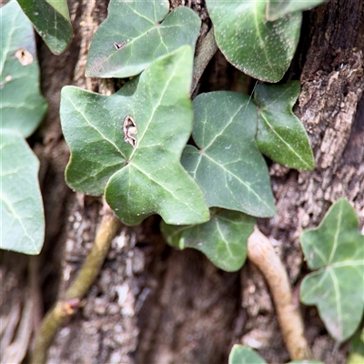 Hedera helix at Ainslie, ACT - 3 Aug 2025 by Hejor1