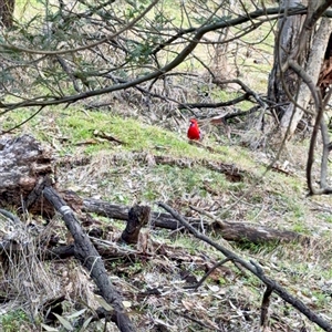 Platycercus elegans (Crimson Rosella) at Ainslie, ACT - 3 Aug 2025 by Hejor1
