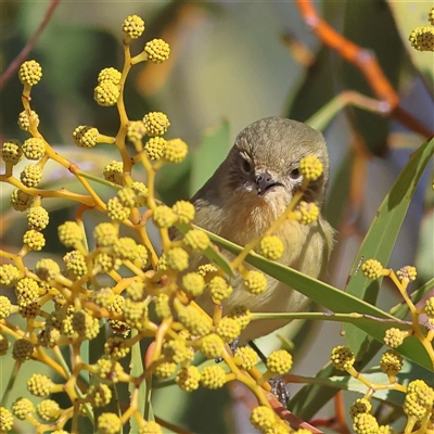 Acanthiza nana (Yellow Thornbill) at The Rock, NSW - 31 Jul 2025 by MichaelWenke