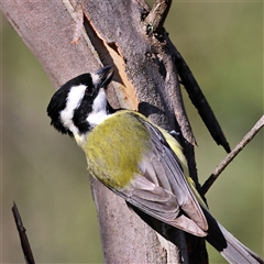 Falcunculus frontatus (Eastern Shrike-tit) at The Rock, NSW - 31 Jul 2025 by MichaelWenke