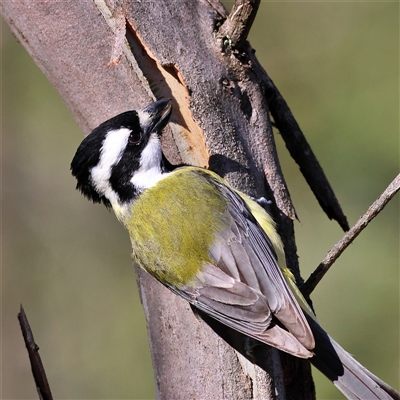 Falcunculus frontatus (Eastern Shrike-tit) at The Rock, NSW - 31 Jul 2025 by MichaelWenke