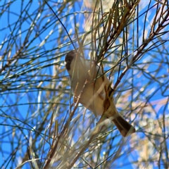 Melithreptus brevirostris (Brown-headed Honeyeater) at The Rock, NSW - 31 Jul 2025 by MichaelWenke