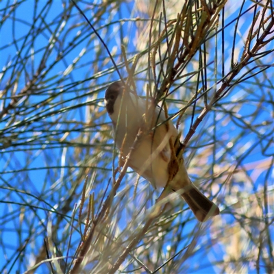 Melithreptus brevirostris (Brown-headed Honeyeater) at The Rock, NSW - 31 Jul 2025 by MichaelWenke