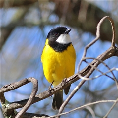 Pachycephala pectoralis (Golden Whistler) at The Rock, NSW - 31 Jul 2025 by MichaelWenke