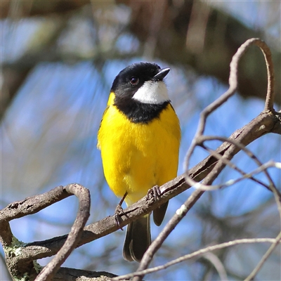 Pachycephala pectoralis (Golden Whistler) at The Rock, NSW - 31 Jul 2025 by MichaelWenke