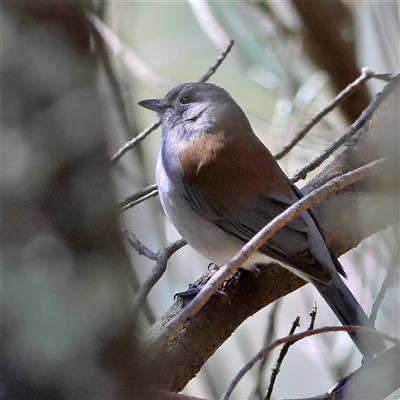 Colluricincla harmonica (Grey Shrikethrush) at The Rock, NSW - 31 Jul 2025 by MichaelWenke