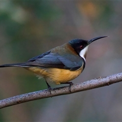 Acanthorhynchus tenuirostris (Eastern Spinebill) at Guerilla Bay, NSW - 31 Jul 2025 by jb2602