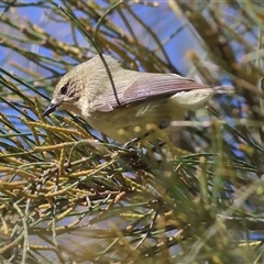 Acanthiza nana (Yellow Thornbill) at The Rock, NSW - 31 Jul 2025 by MichaelWenke