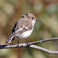 Petroica goodenovii (Red-capped Robin) at The Rock, NSW - 31 Jul 2025 by MichaelWenke