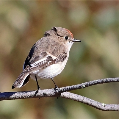 Petroica goodenovii (Red-capped Robin) at The Rock, NSW - 31 Jul 2025 by MichaelWenke