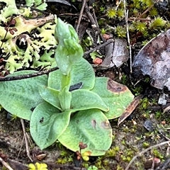 Unverified Orchid at Woodside, NSW - 1 Aug 2025 by bmott