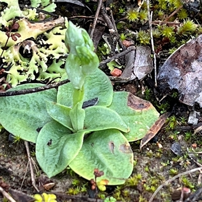 Unverified Orchid at Woodside, NSW - 1 Aug 2025 by bmott