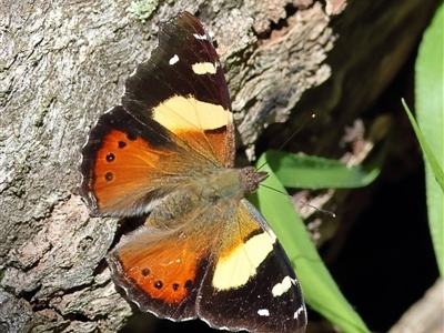 Vanessa itea (Yellow Admiral) at The Rock, NSW - 31 Jul 2025 by MichaelWenke