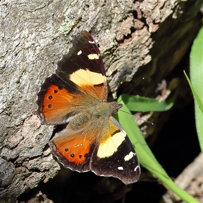 Vanessa itea (Yellow Admiral) at The Rock, NSW - 31 Jul 2025 by MichaelWenke