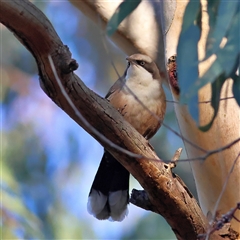 Pomatostomus temporalis temporalis (Grey-crowned Babbler) at Urana, NSW - 1 Aug 2025 by MichaelWenke
