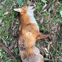 Vulpes vulpes (Red Fox) at Jamberoo, NSW - 15 Jul 2025 by bmott